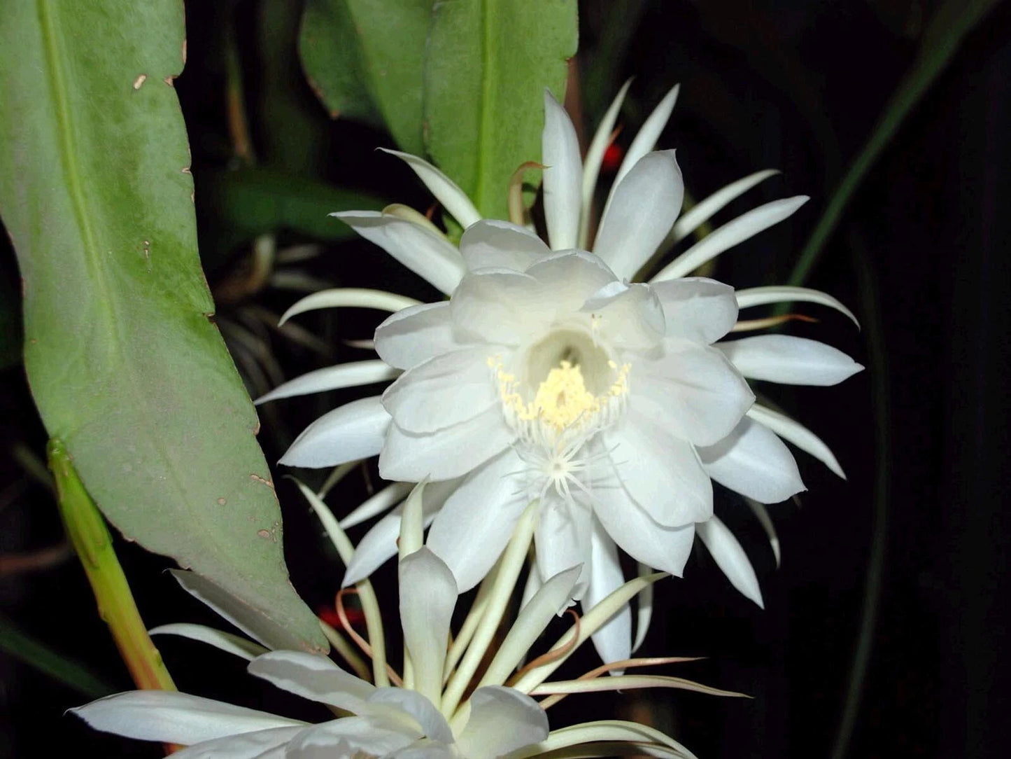 Epiphyllum Oxypetalum Plants | 5 Live Queen of the Night Orchid Cactus | Exotic Houseplant Collection