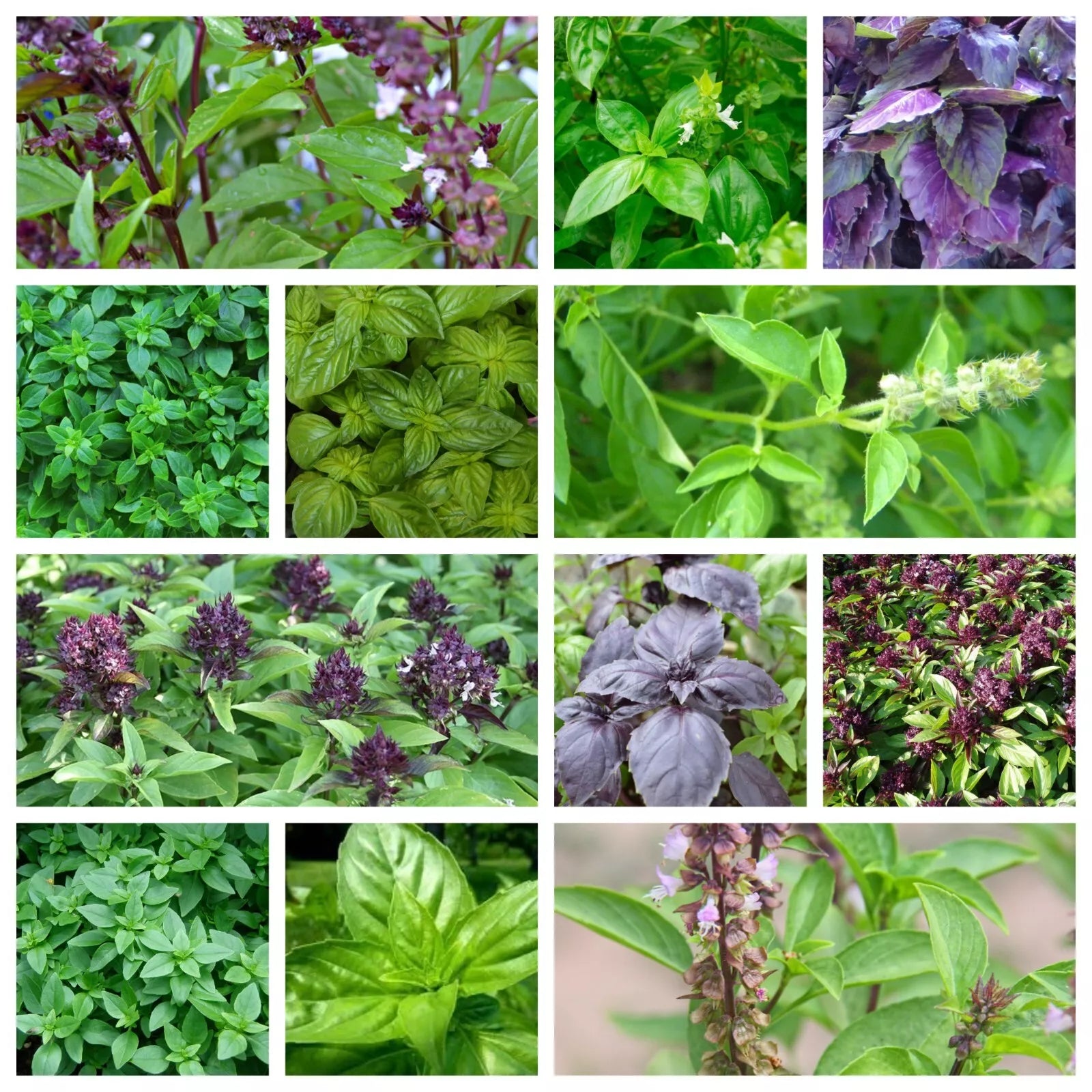 Basil Seeds Collection, 12 Varieties, NON-GMO Heirloom, Organic Basil (Ocimum basilicum)