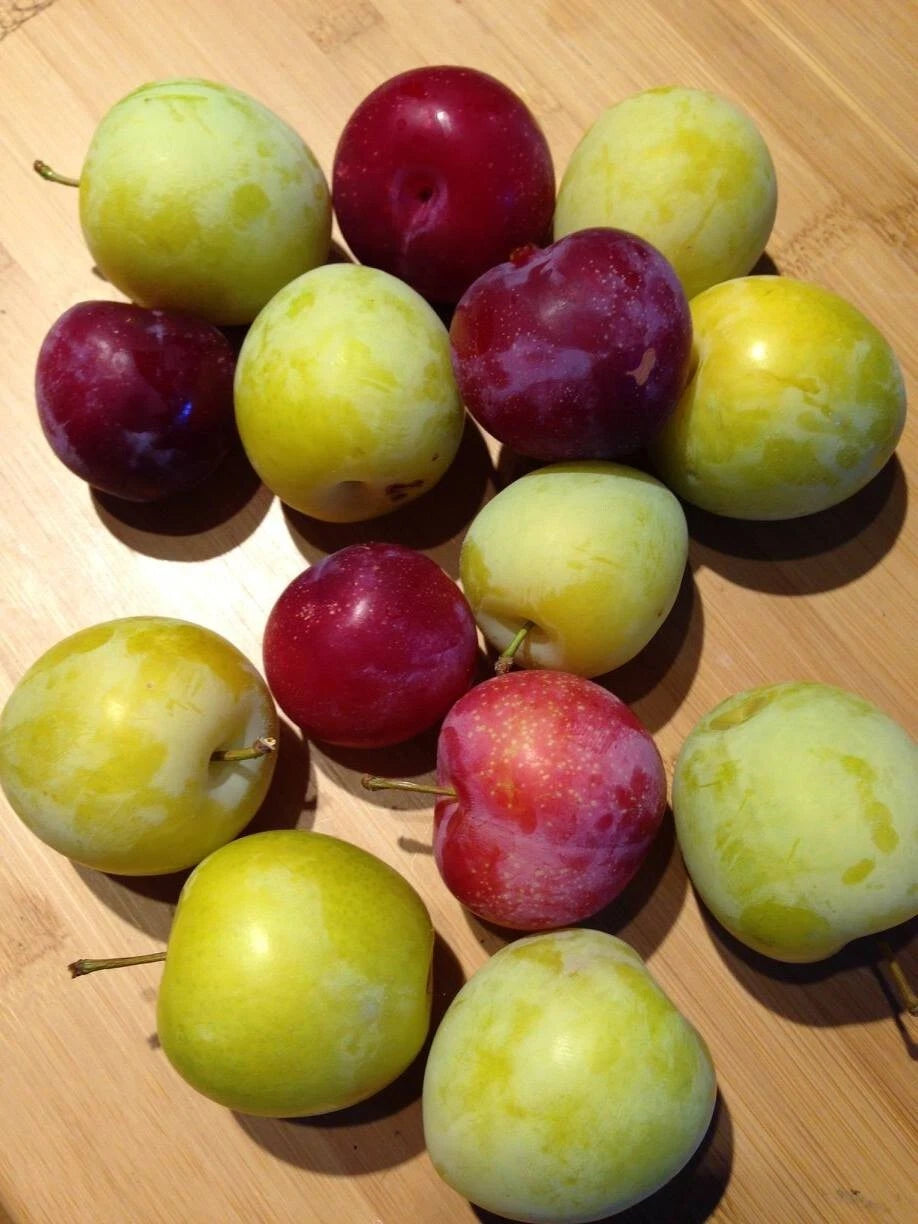Cuttings Japanese Red & Yellow Plums, Large Delicious European Plums, Prunus salicina, Prunus domestica, 2 Each