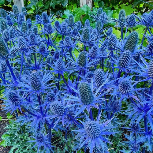Blue Sea Hollies Thistle Seeds - 200+ Pack for Garden Planting - Eryngium maritimum - USA