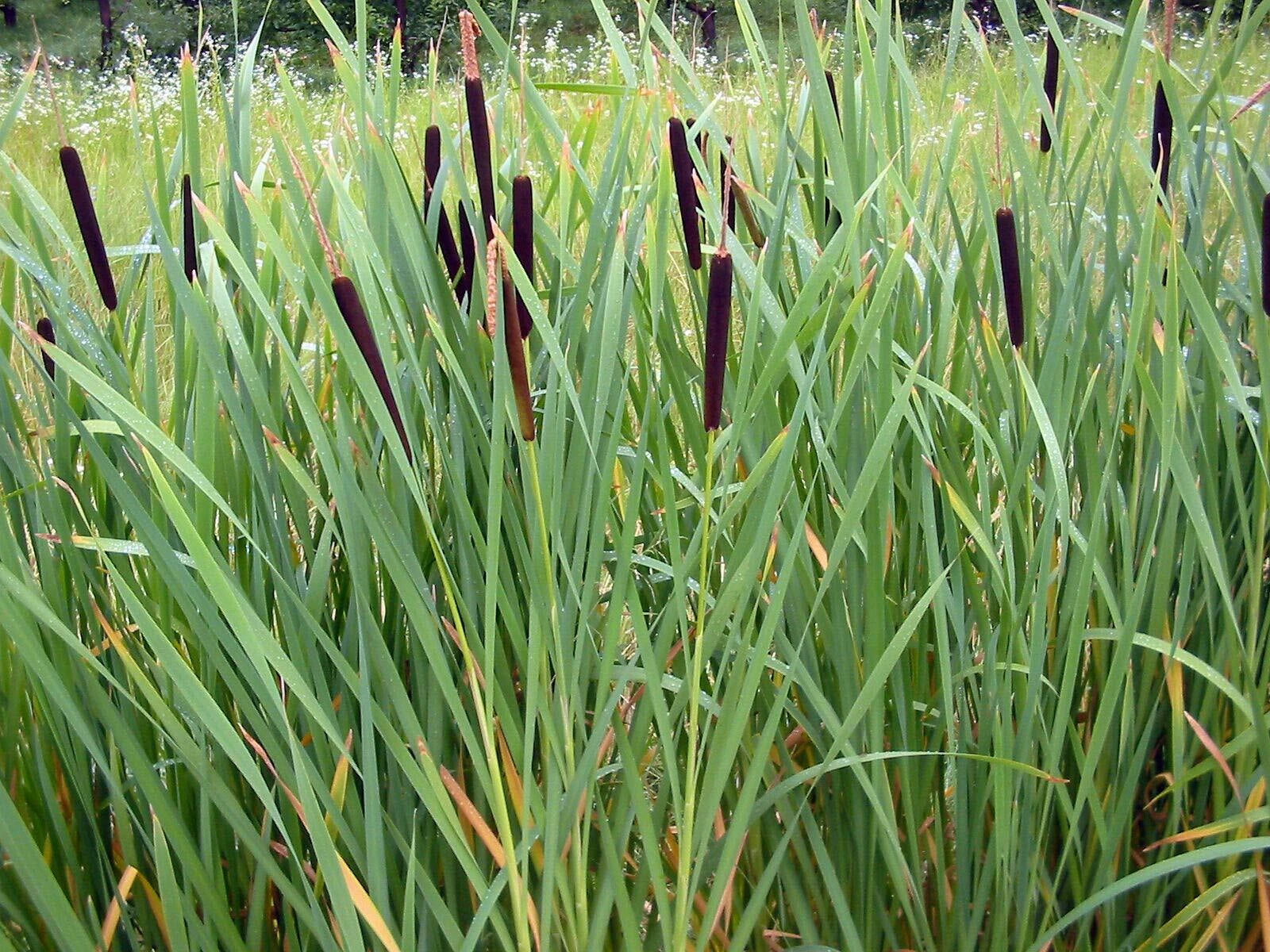 Cattail Seeds - 2000 Count - Fresh Harvest - Typha latifolia