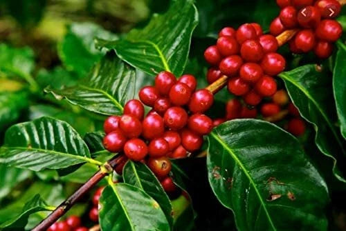 Arabica Coffee Tree Seeds - 5 Pack - Exotic Indoor Houseplant - Coffea arabica