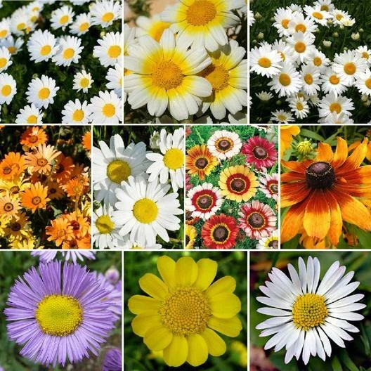Daisy Crazy Flower Mix - 1000 Non-GMO Seeds, 10 Varieties, Painted Shasta & More - Ideal for Colorful Gardens