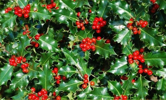 American Holly Seeds - 20 Pack - Ilex opaca, Hardy Evergreen Tree for Landscaping and Wildlife