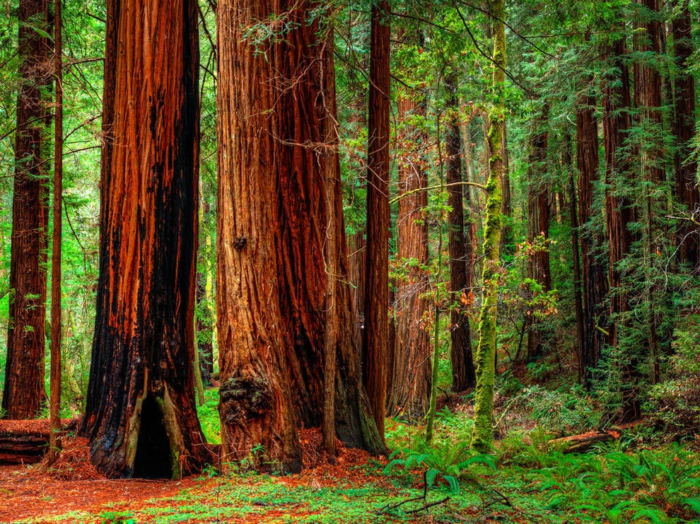 15 Seeds - Redwood Coastal California Tree - Sequoiadendron Sempervirens - GroCo USA