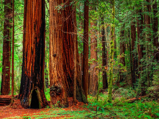 15 Seeds - Redwood Coastal California Tree - Sequoiadendron Sempervirens - GroCo USA