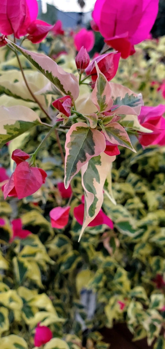 Bougainvillea Cuttings (x3) - Variegated Raspberry Ice Plant - Bougainvillea spp.