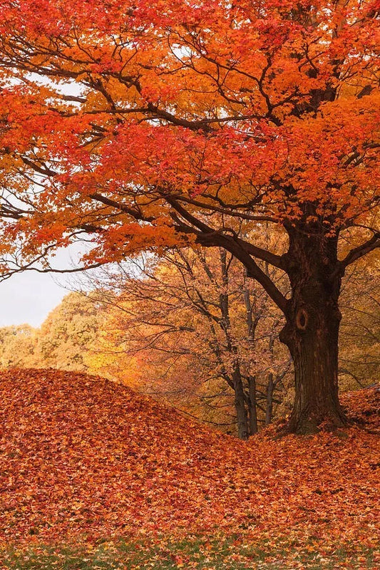 Maple Seedling Trees - 2 Pack - Fast Growing Shade Trees with Great Fall Foliage - Acer spp.