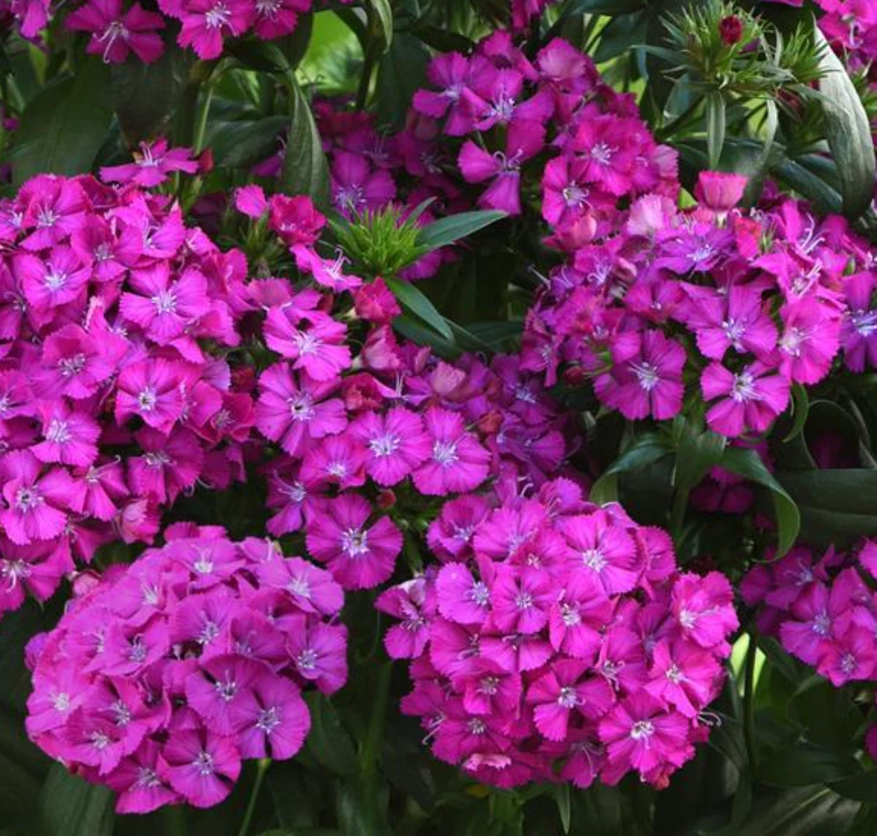 Dianthus Jolt Purple Live Annual Starter Plants, 10 Baby Plugs, Interspecific, 288 Plugs, Hardy Zone 7a-11, Colorful Blooms