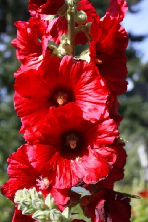 25 Bright Red Hollyhock Seeds | Perennial Flower Seeds | Alcea rosea | US Seller