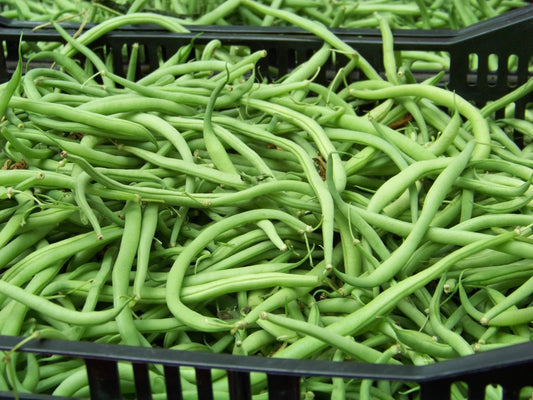 20 Seeds Blue Lake Bush Bean - Phaseolus vulgaris - GroCo USA - Buy Any 15 - Ships Free
