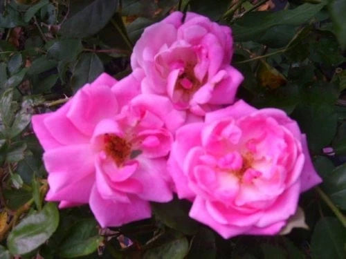 Blush Heirloom Antique Rose Plant - Double Pink Flowers - Old Bush - Own Root Rose (Rosa)