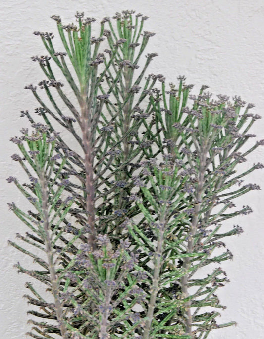 Kalanchoe Mother of Thousands Plant - Chandelier Style - Live Succulent - Bryophyllum Tubiflora