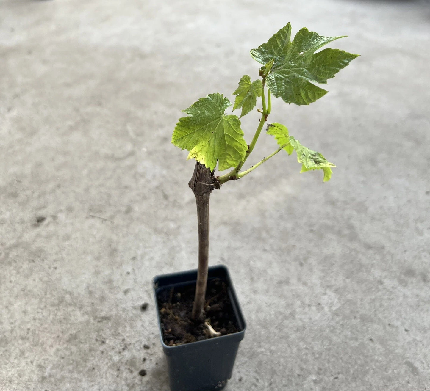 Grape Cutting Vine in Pot - Sweet Seedless Variety - Perfect for Planting - Vitis vinifera