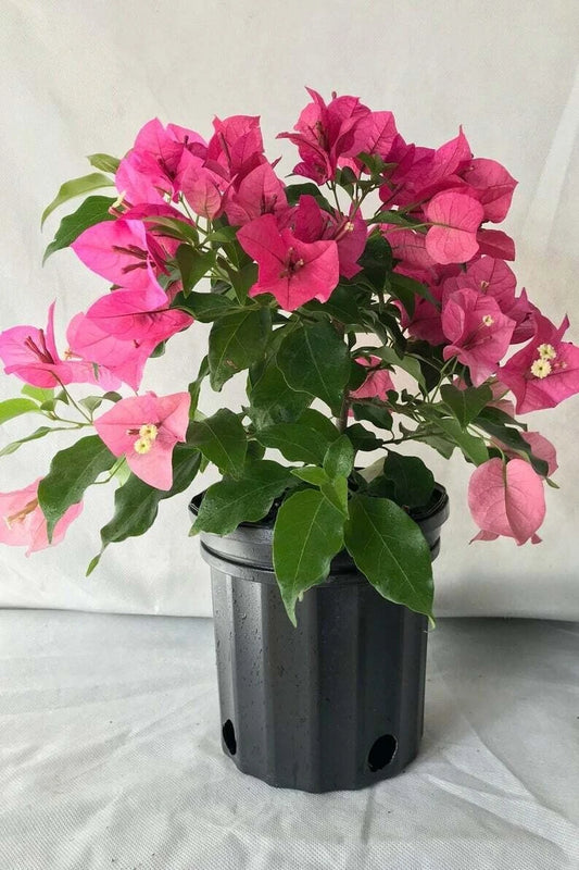 Bougainvillea Starter Plant | Small Well-Rooted | Rijnstar Pink | Bougainvillea spp. | USA Seller