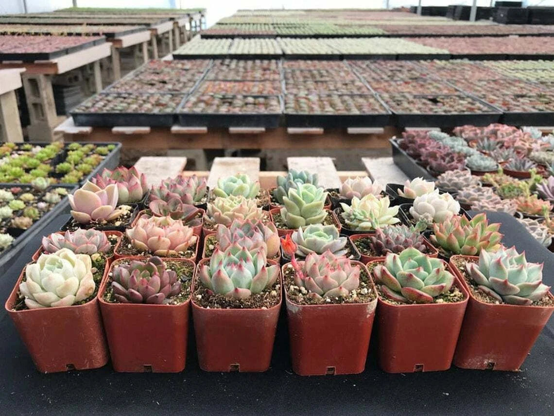 Assorted Rosette Echeveria Succulent Plants - 70 Packs - Rooted in 2 Inch Planters - Perfect for Home Decor and Gifts