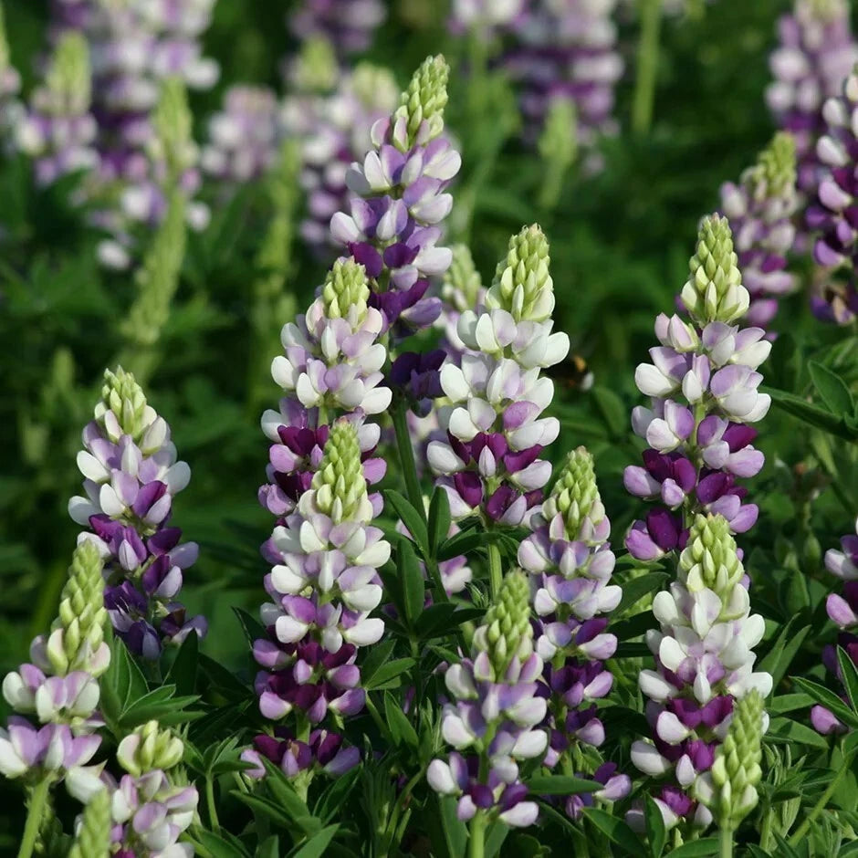 25 Lilac White Lupine Seeds - Perennial Hardy Flowers - Lupinus perennis - US Seller