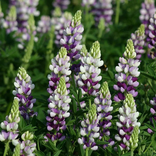 25 Lilac White Lupine Seeds - Perennial Hardy Flowers - Lupinus perennis - US Seller