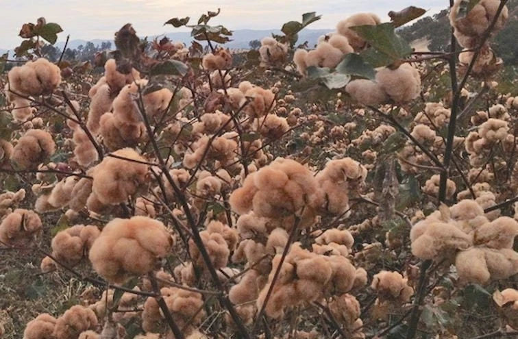 Brown Cotton Seeds - Rare Gossypium Variety for Gardening - Fast Shipping with Tracking