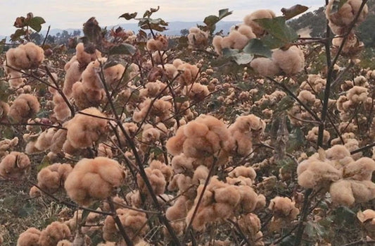 Brown Cotton Seeds - Rare Gossypium Variety for Gardening - Fast Shipping with Tracking