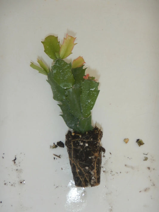 Christmas Cactus Starter Plant - Schlumbergera Truncata - Named Variety - Well-Rooted Healthy Plant