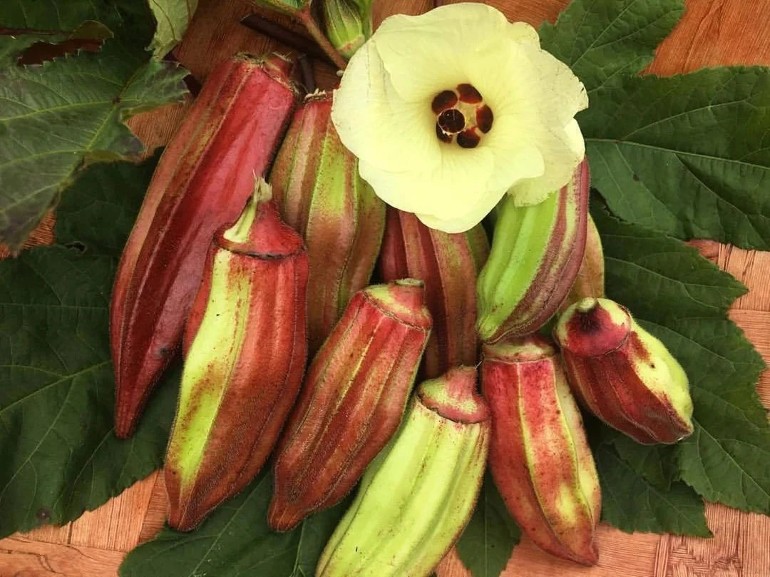 Texas Hill Country Red Okra Seeds - Heirloom Non-GMO Variety - Abelmoschus esculentus