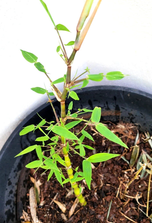 Buddha Belly Bamboo Plant Rhizome 1@9" Clumping Ornamental Grass (佛肚竹) for Landscape Edging