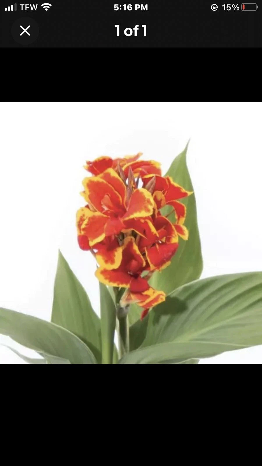Canna Plant 2.5 Inch Pot Cannova Red Gold Flame Live Garden Planter (Canna indica)