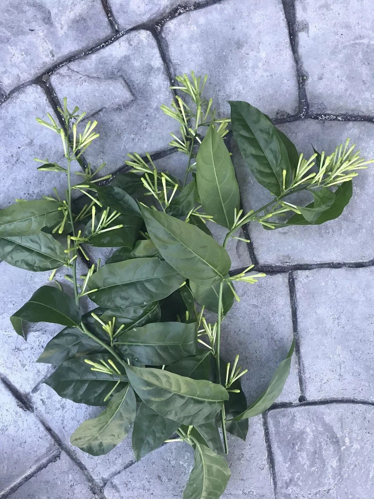 Night Blooming Jasmine Cuttings 10-Pack Very Fragrant Cestrum Nocturnum Green Tips for Propagation