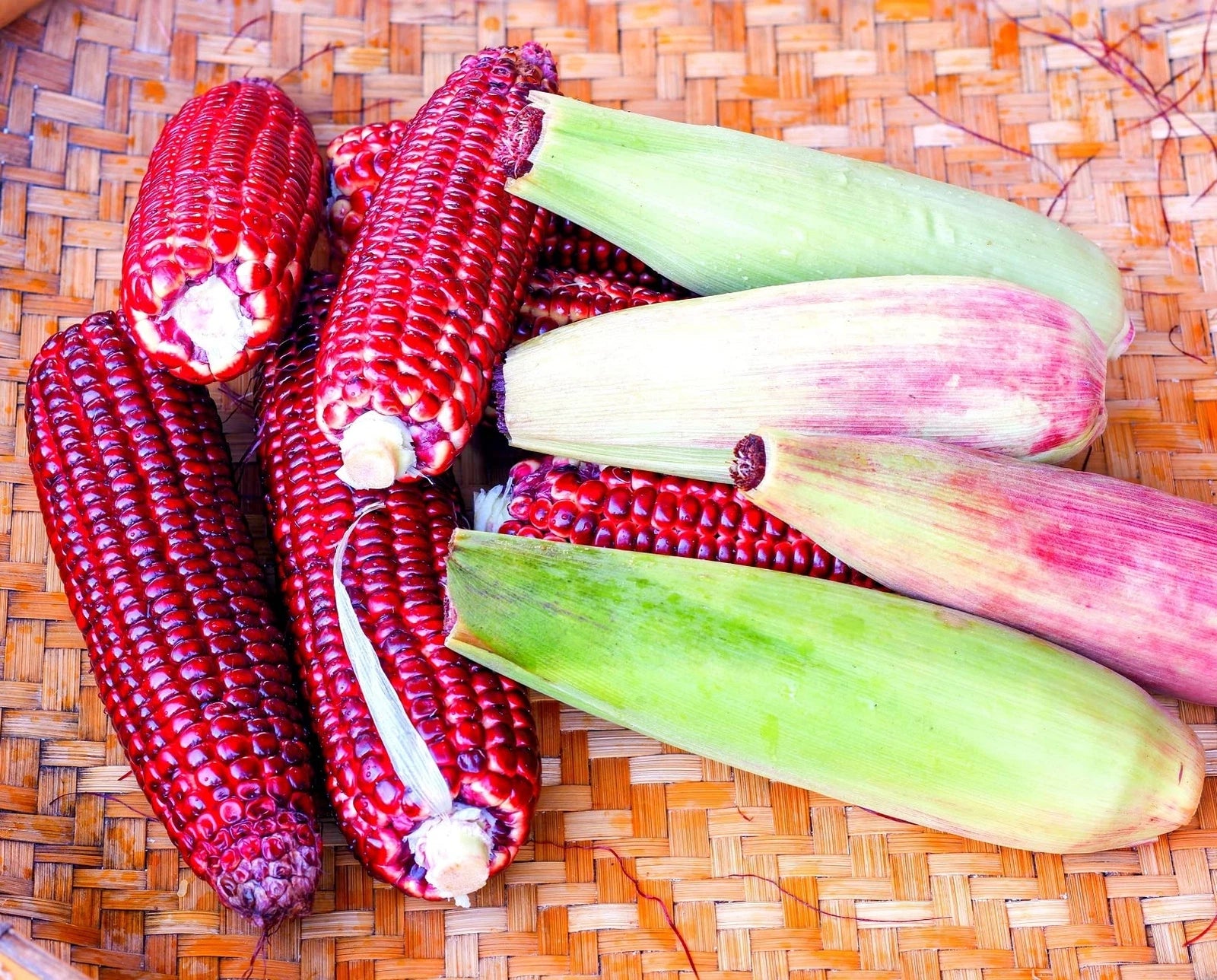 Red Corn Seeds - Bloody Butcher Indian Corn - Heirloom Variety - Grown in Iowa - Non-GMO, Organic
