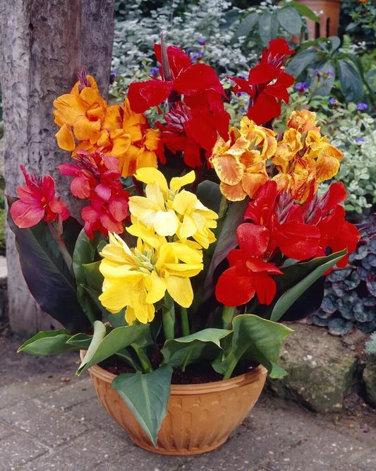 Mixed Canna Lily Bulbs - 10 Pack - Vibrant Colors - Canna indica