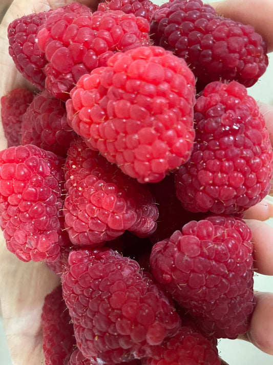 Giant Raspberry Fruit Plant Seeds - 25 Seeds - "Adelita" - Rare Berry Variety - Perfect for Home Garden