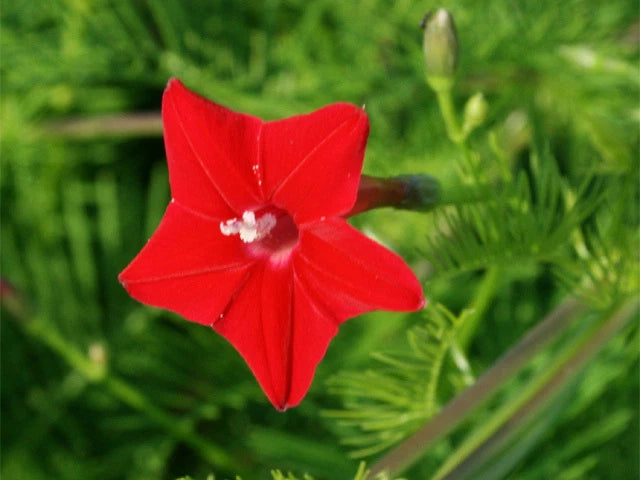 Cardinalis Morning Glory Seeds - Fresh Flower Seeds - Colorful Climbing Vine (Ipomoea coccinea)
