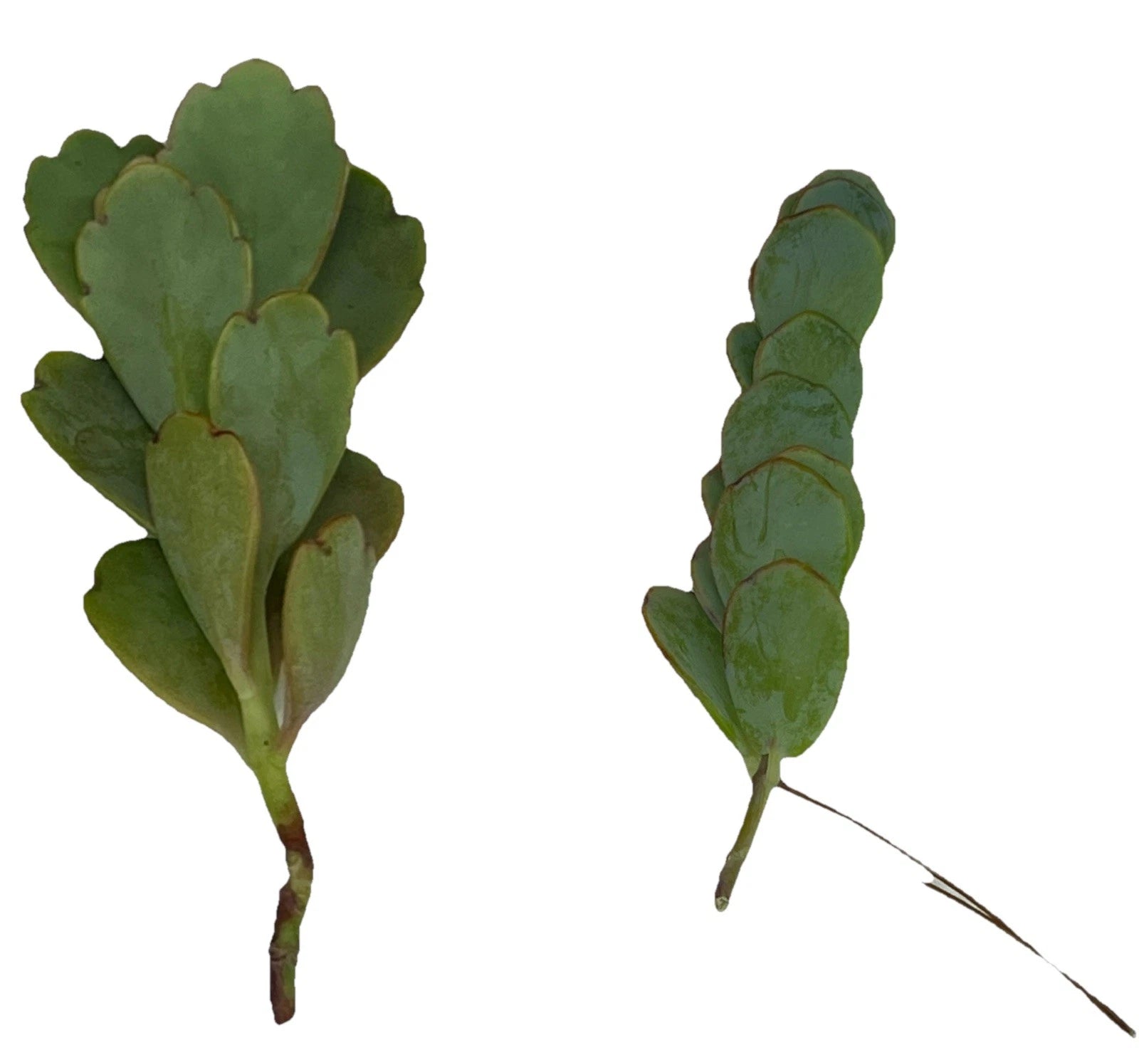 Kalanchoe Cuttings 4-6" Unrooted Marnier's Lavender Houseplant - Kalanchoe marnieriana