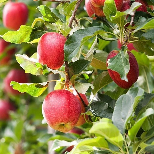 Gala Apple Tree Bareroot Seedling 3-6" Tall Live Plant Malus 'Gala'