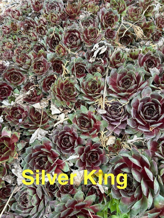 10 Live Hardy Sempervivum Silver King Succulents, Hens and Chicks, Zones 4-8, 1/2" and Up, Perennial Outdoor Plants