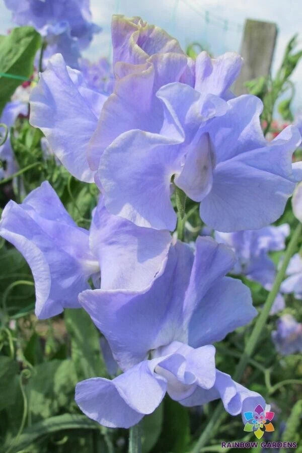 50+ Sweet Pea Seeds for Garden Planting - Chris Harrod Variety - Lathyrus odoratus - USA - Free Shipping