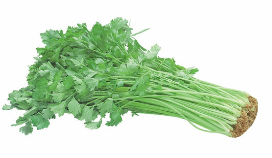 Chinese Celery Seeds - 100+ Seeds Khuenchai Kan-tsai Kin-tsai Kunchoy Qincai Kinchay - USA
