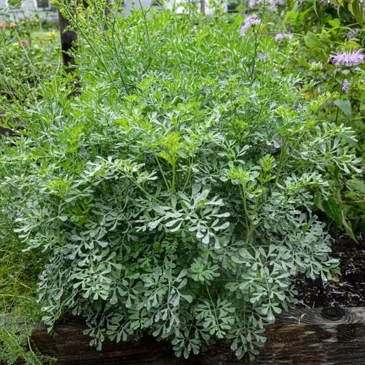Live Rue Plant - 2 Healthy Plants in One Pot - Medicinal Aromatic Herb (Ruta graveolens)