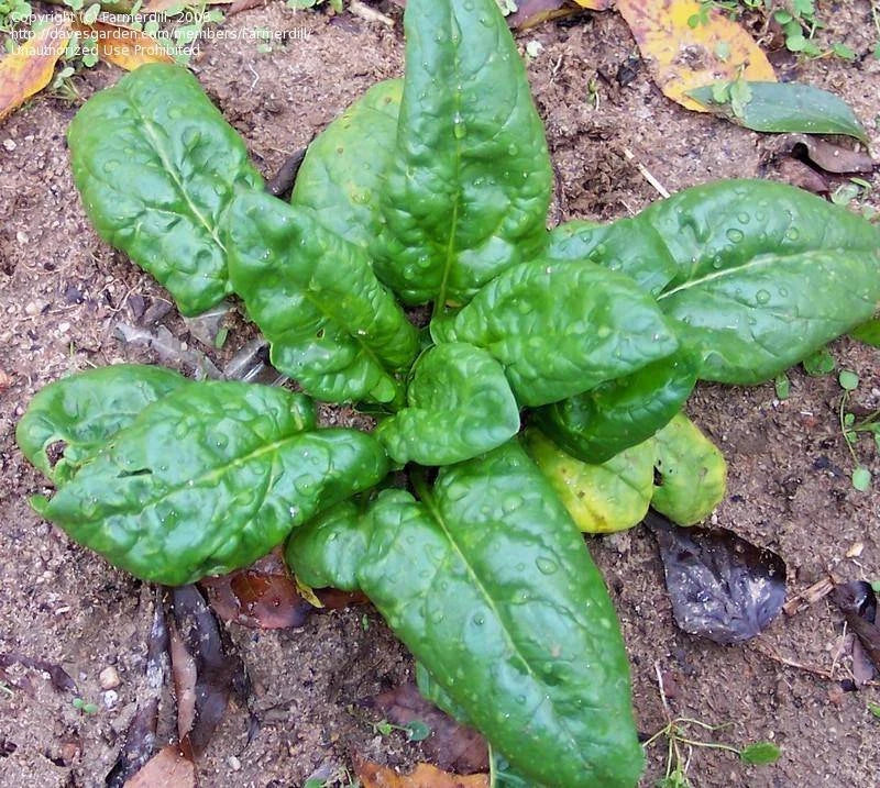 Spinach Seeds, 100 Count, Bloomsdale Long Standing, Heirloom, Non-GMO, Spinacia oleracea