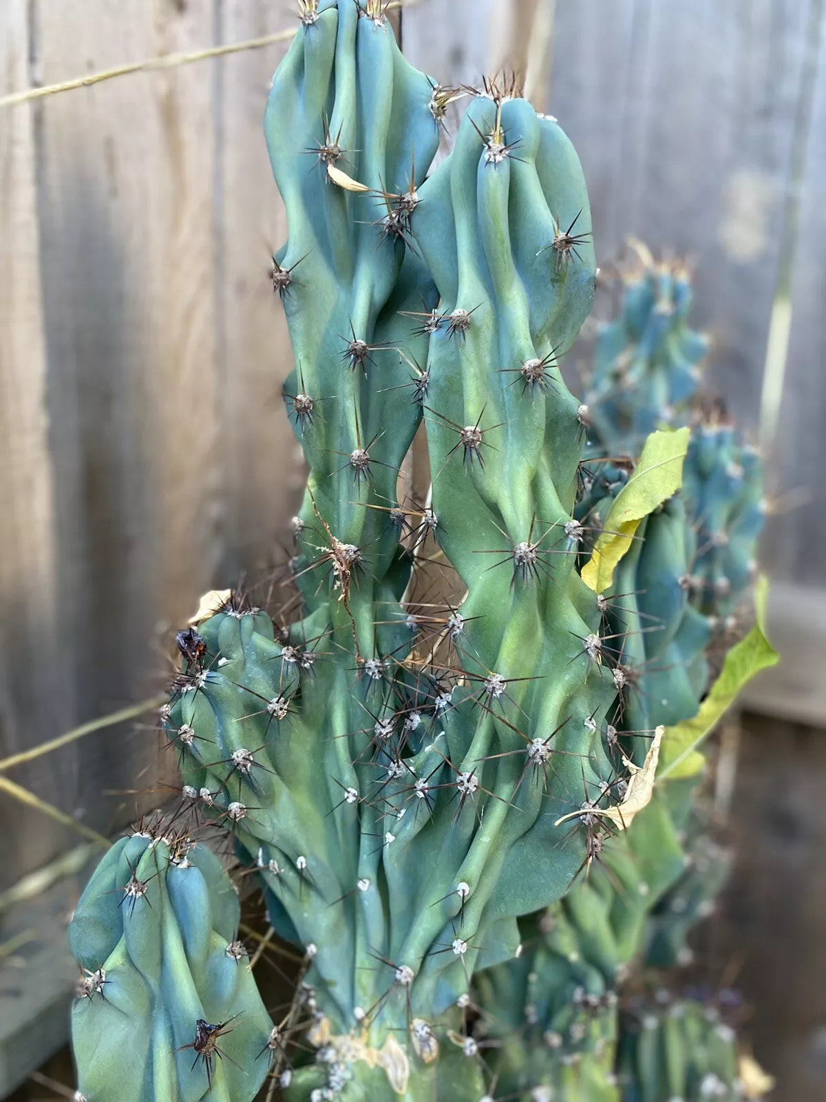 Cereus Monstrosus Cutting - Nearly 2 Ft - Sculptural Hardy Cactus - Unique Indoor Plant