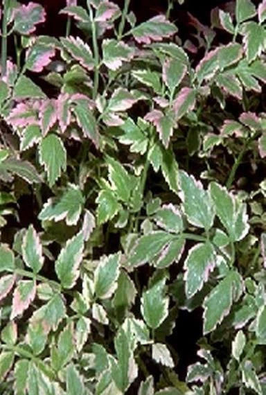 Live Variegated Water Celery Plant - Cold Hardy Aquatic Marginal Plant (Oenanthe javanica) for Ponds