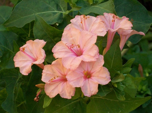 25 Salmon Four O'clock Flower Seeds - Mirabilis jalapa - Perennial Blooms, US Seller, 4 Seeds Per Pack