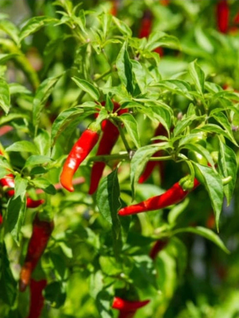 Cayenne Pepper Seeds - 30+ Heirloom NON-GMO, Pesticide-Free, Fresh 05/2023, USA