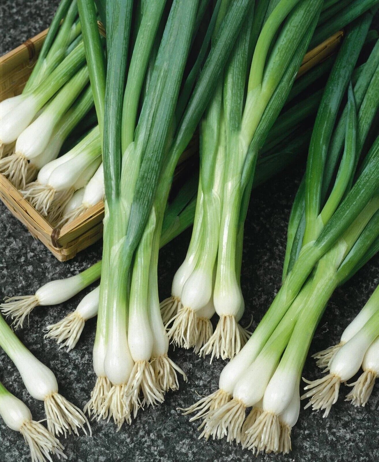 250+ White Lisbon Onion Seeds - Non-GMO Heirloom Scallion/Bunching - Allium fistulosum