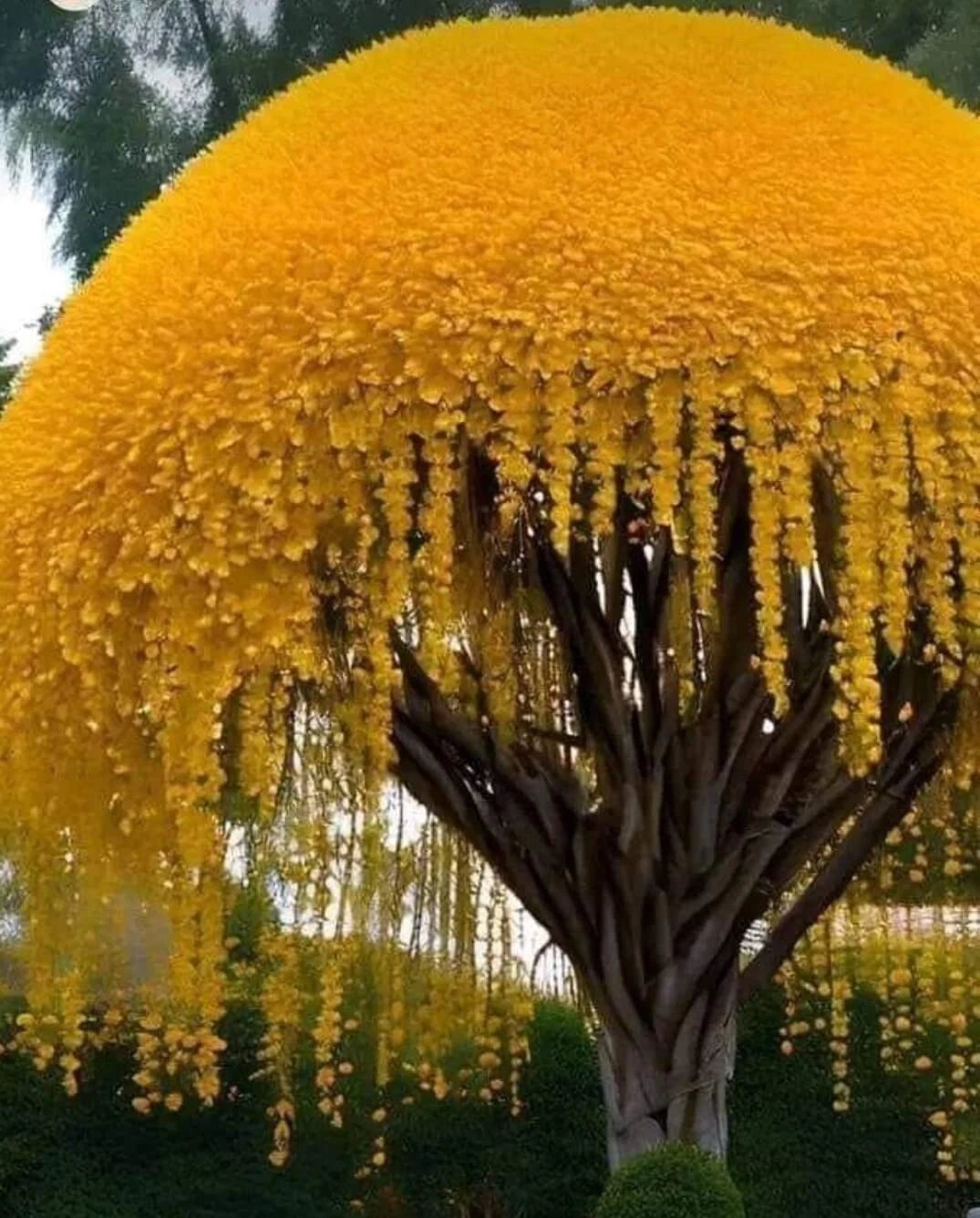 Golden Shower Tree Seeds (30 Seeds) - Weeping Yellow Blooms, Cassia fistula, Tropical Flowering Plant