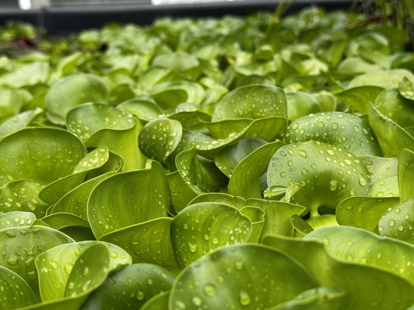 Bundle of 20 Live Water Hyacinth Floating Pond Plants - Eichhornia crassipes - Aquatic Garden Decor