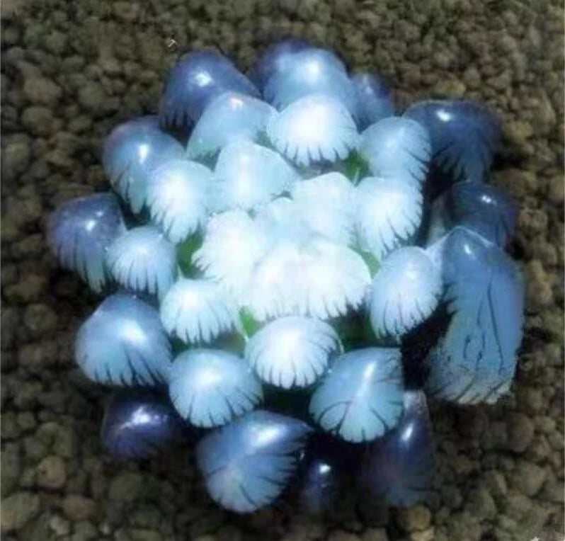 50Pcs Blue Succulent Seeds - Rare Indoor Mini Cactus Seeds - Ideal for Gardening - Perfect for Home Decor