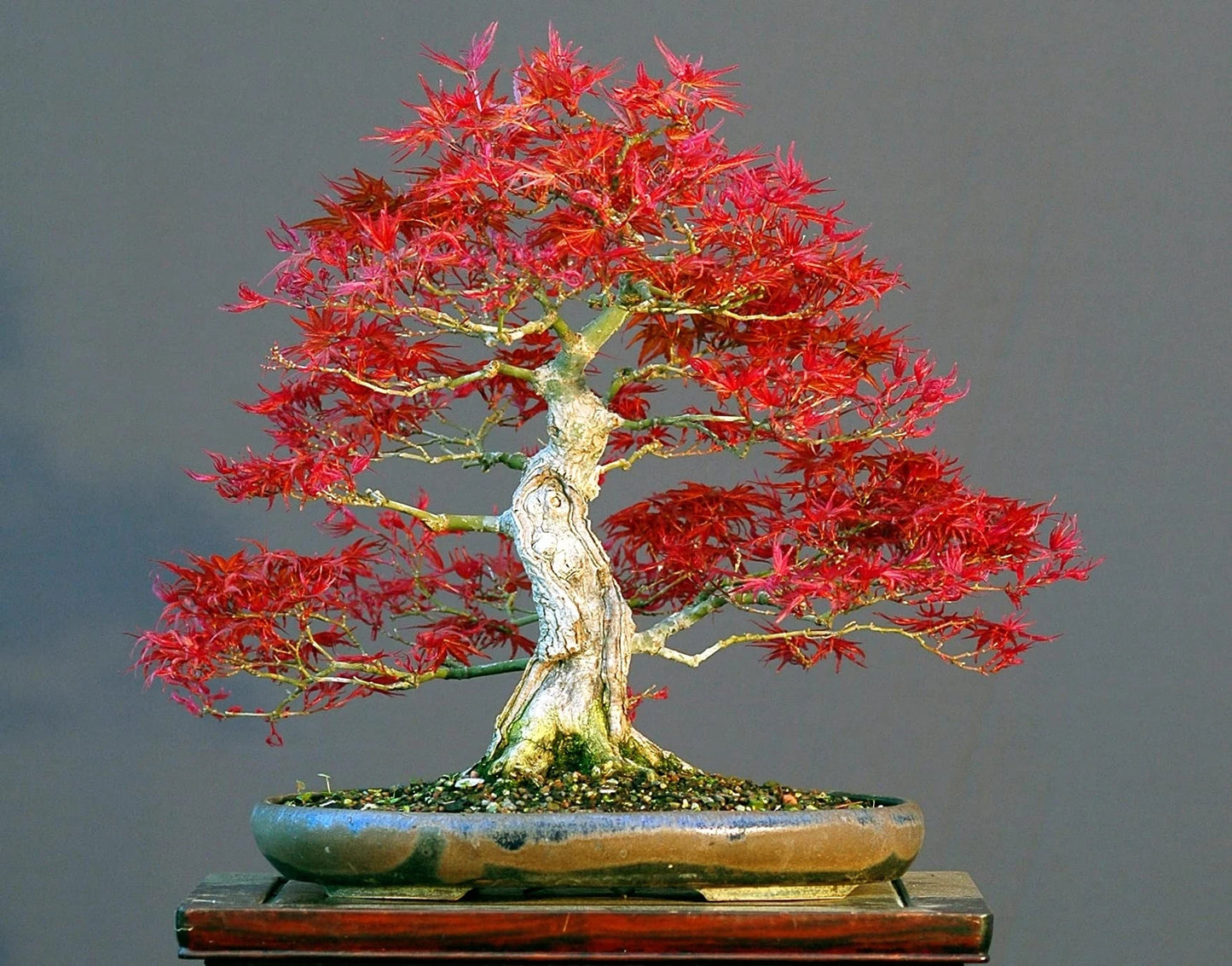 50 Bonsai Tree Seeds, Japanese Red Maple, Acer palmatum, Ideal for Bonsai Cultivation, Decorative Gardening Seeds