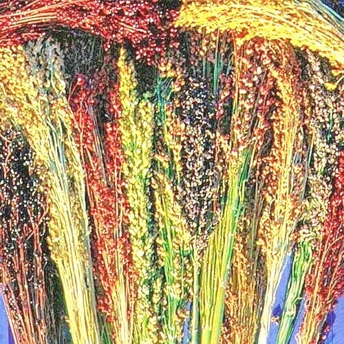 Broom Corn Seeds - 100+ Heirloom Sorghum Seeds - Multi-Color Craft Grain, Easy to Grow